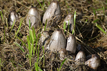 Strange shaped mushrooms