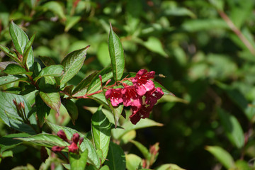 pink flower with a wasp hovering nearby