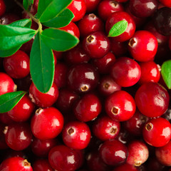 Fresh fall background cranberries art design