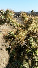 Cholla