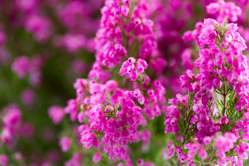 Plant erica gracilis.
