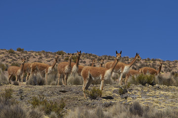 Group of vicuna (Vicugna vicugna) on the altiplano in Lauca National Park, northern Chile.