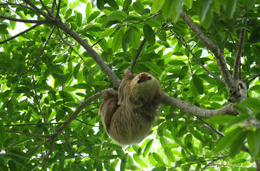 Sloth in the Jungle of Central America