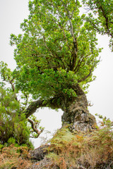 Alter Baum steht in saftigem Grün auf Madeira