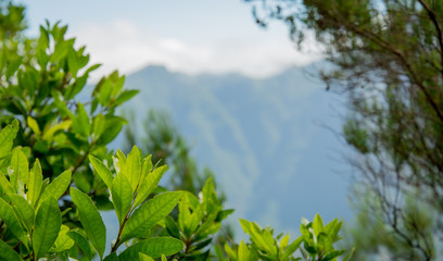 Gr&uuml;ner saftiger Strauch vor einer Bergkette auf der Insel Madeira im Sommer-Sonnenlicht