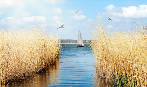 idyllisches Ufer der Schlei bei Schleswig mit Segelboot und Möwen