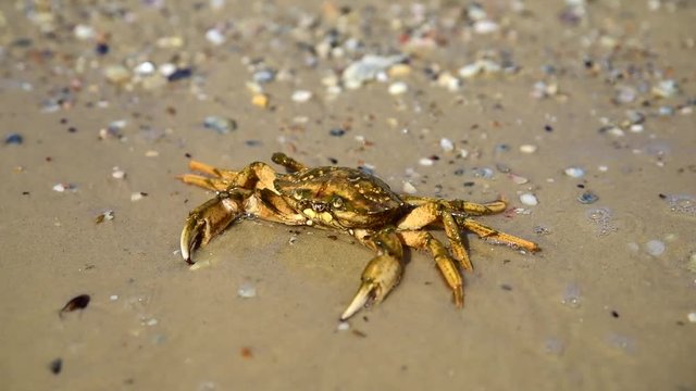 sea crab on the sandy beach of the sea on a summer day