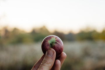 Fingers holding a small apple