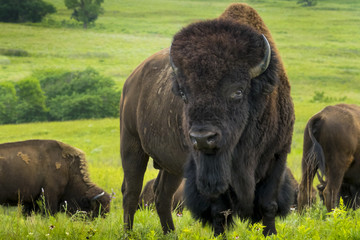 This impressive American Bison Portrait illustrates its sheer size and power. Photographed on the Kansas Maxwell Prairie Preserve.