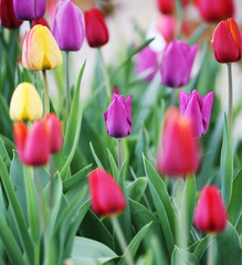 bright tulips.