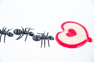 ants on sweet heart lollipop