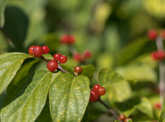 Obraz premium Wild Winterberries