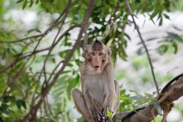 可愛いサル