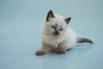 Cute Balinese kitten playing on a gray background