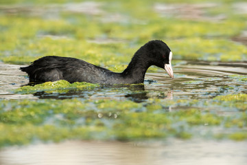 Eurasian Coot, Coot, Fulica atra