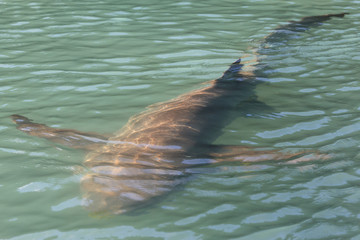 Obraz premium Shark Beneath our Dingy