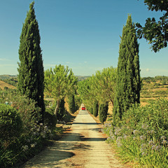 Tuscany countryside with country road lined with cypress and pine trees, Tuscany, Italy