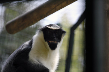 Monkey