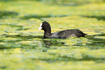 Eurasian Coot, Coot, Fulica atra