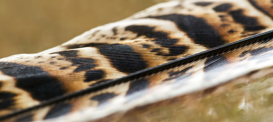 Close-up photo of a pheasant feather - web banner idea