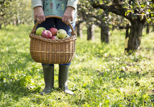 Active matured woman harvesting apple in autumn