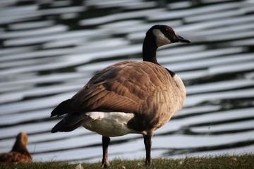 Goose on the lake