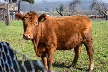 Cow close up on the farm with tags on ears.