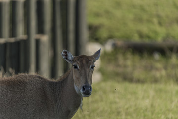 Boselaphus tragocamelus with long head in grass