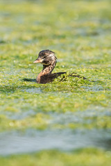 Little Grebe, Grebe, Tachybaptus ruficollis