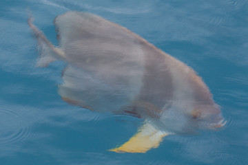 Naklejka premium Fish Looking for Food