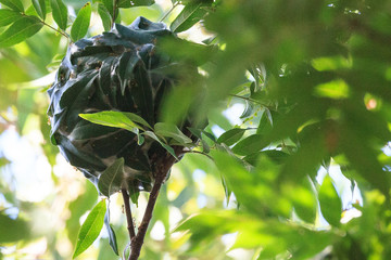 Ant Nest on Tree