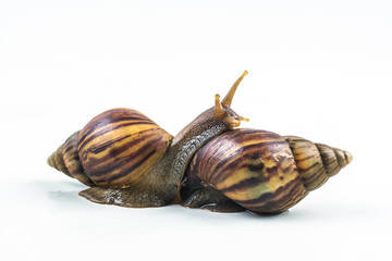 snails on white background  ,Can convey the love of young people or competition