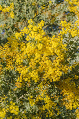 Yellow Flowers Background