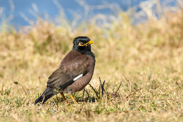 Indian Myna Bird