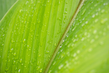 Raindrops on leaves (Strelitzia, or Bird of paradise leaves)