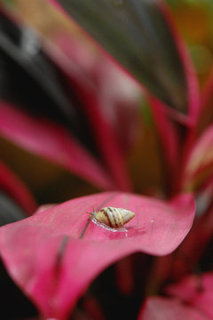 Caracol en hoja vinotinto