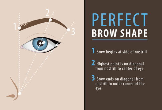 Perfect eyebrow shape tutorial. vector template