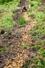 Workers harvesting yellow potato (Solanum phureja)