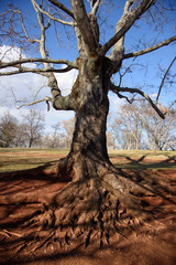 A big tree without leaves on winter in Virginia