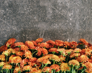 A bunch of mums flower on the grey background