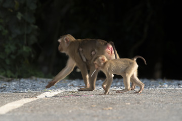 Jungle Monkey Family
