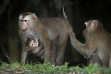 Jungle Monkey Family