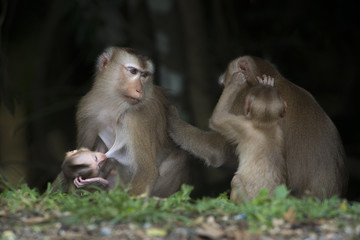 Jungle Monkey Family
