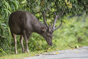 Sambar Deer in nature