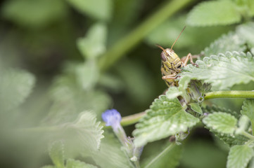 red-legged grasshopper
