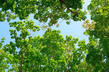 Fototapeta na wymiar Natural background tree leaves on blue sky background.
