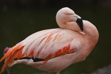 Pink Flamingo