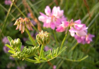 Buds and flowers