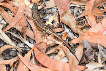 Skink