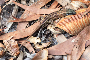 Skink